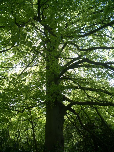 Large tree at Chatsworth